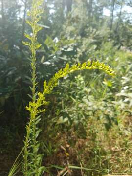 Image of pine barren goldenrod