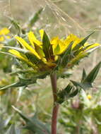 Image of Berkheya onopordifolia (DC.) Burtt Davy