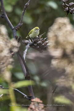 Hemitriccus nidipendulus (Wied-Neuwied 1831) resmi