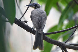 Image of Silver-crowned Friarbird