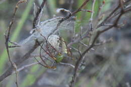 Image of Peucetia lucasi (Vinson 1863)