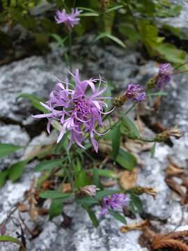 Image of Centaurea derventana Vis. & Panc.