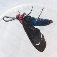 Image of Ctenucha multifaria Walker 1854