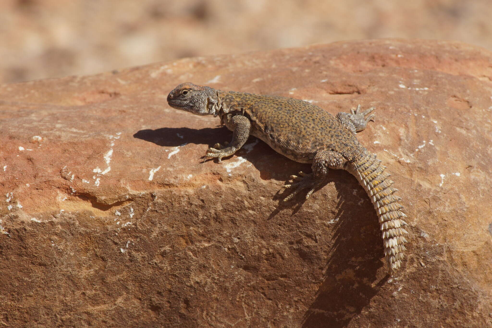 Image of Moroccan Spiny-tailed Lizard