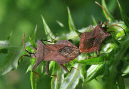 Imagem de Coreus marginatus orientalis (Kiritshenko 1916)