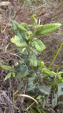 Plancia ëd Morella pubescens (Humb. & Bonpl. ex Willd.) Wilbur