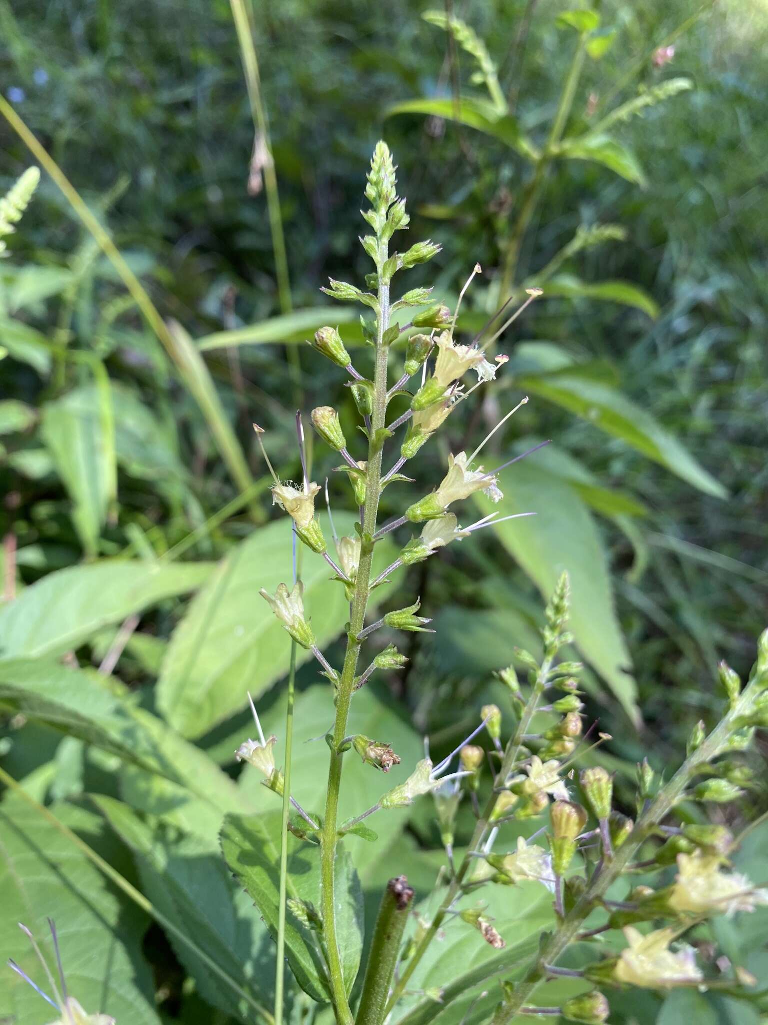 Image of Collinsonia punctata Elliott