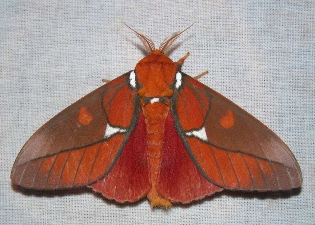 Image of Schausiella polybia (Stoll 1781)