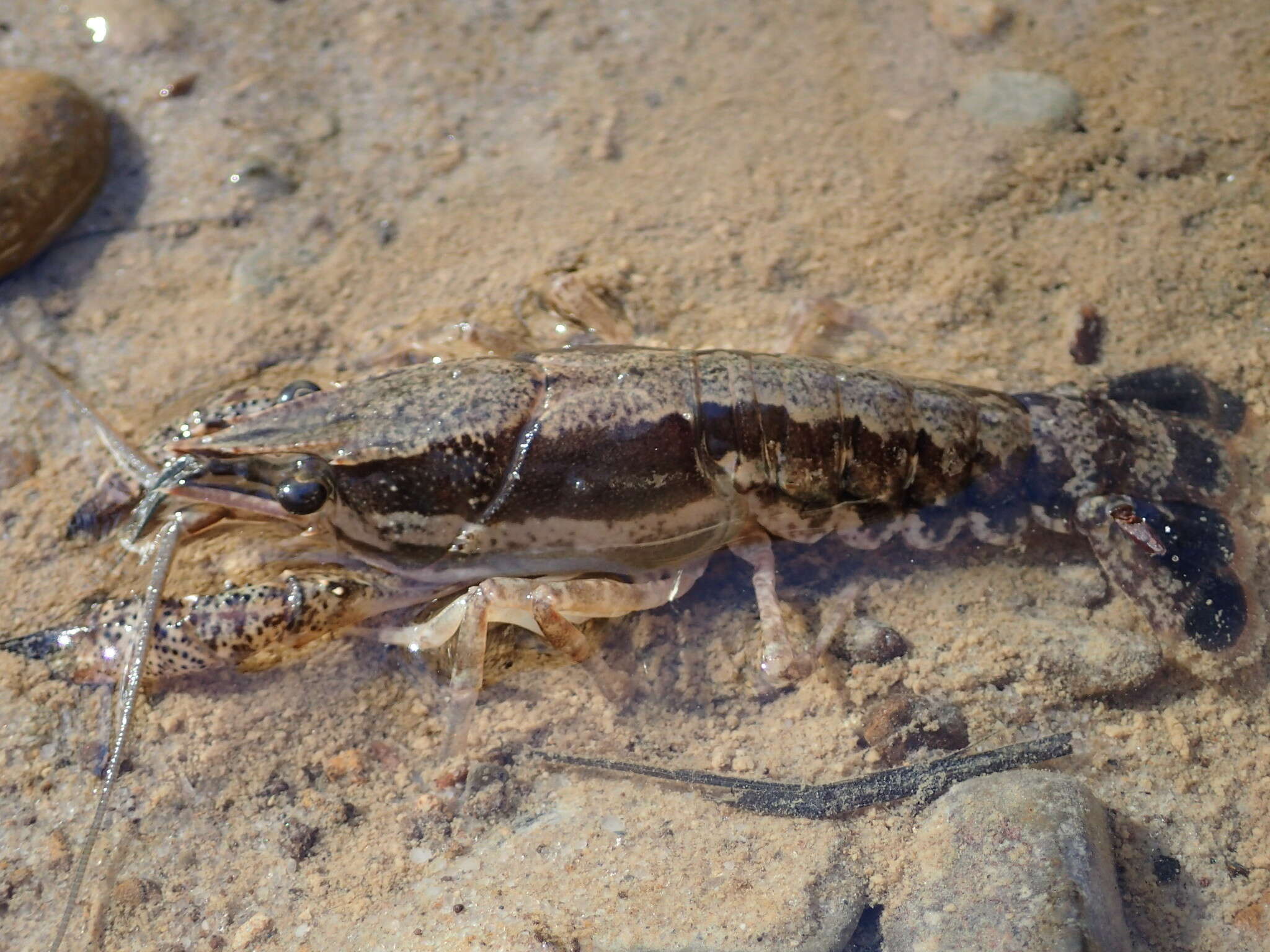 Image of Procambarus ouachitae Penn 1956