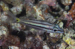 Image of Toothy cardinalfish