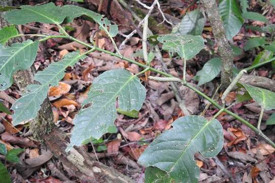 Image of Guyanese pepper