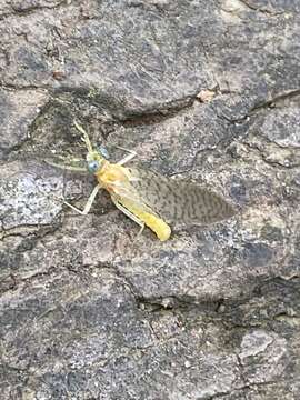 Maccaffertium pulchellum (Walsh 1862)的图像