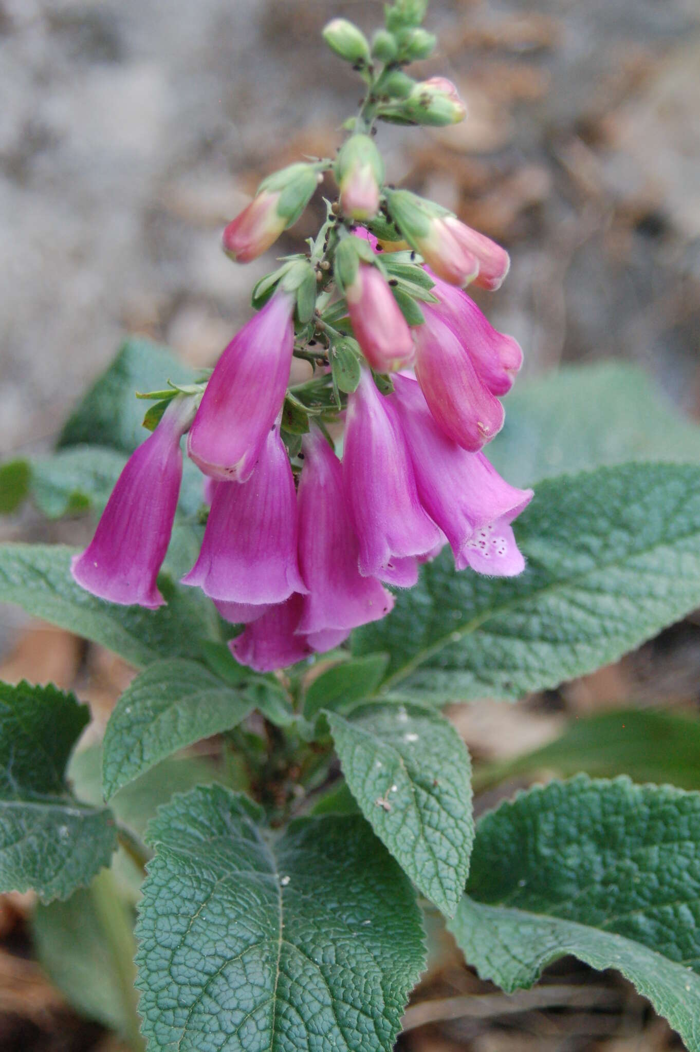 Image of purple foxglove