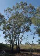 Image of Eucalyptus cambageana Maiden