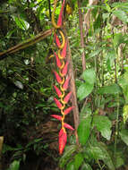 Image of Heliconia harlingii L. Andersson