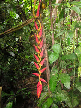 Image of Heliconia harlingii L. Andersson