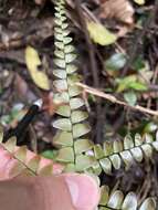 Imagem de Adiantum pyramidale (L.) Willd.