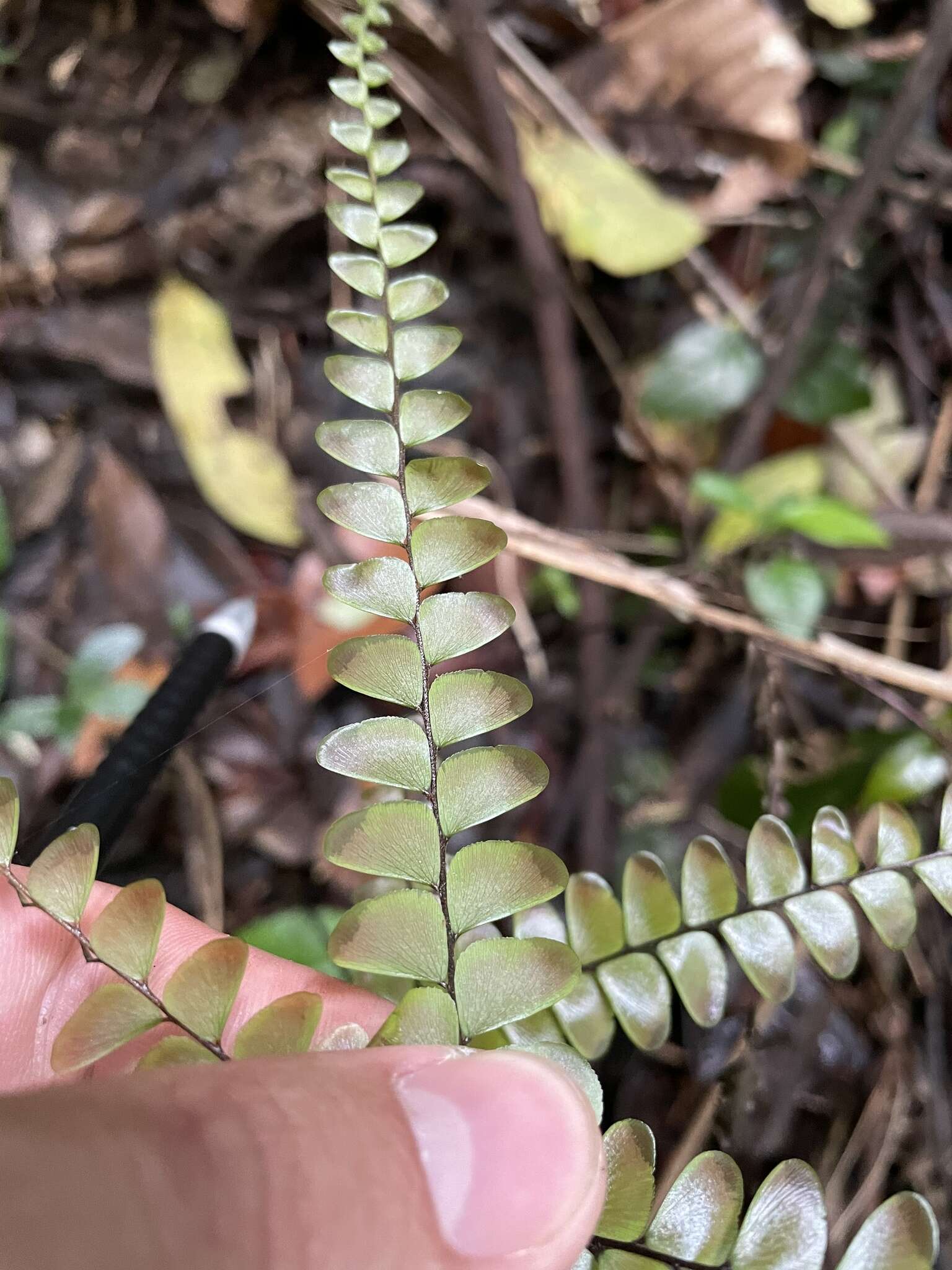 Adiantum pyramidale (L.) Willd.的圖片