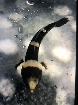 Image of Banded Goby