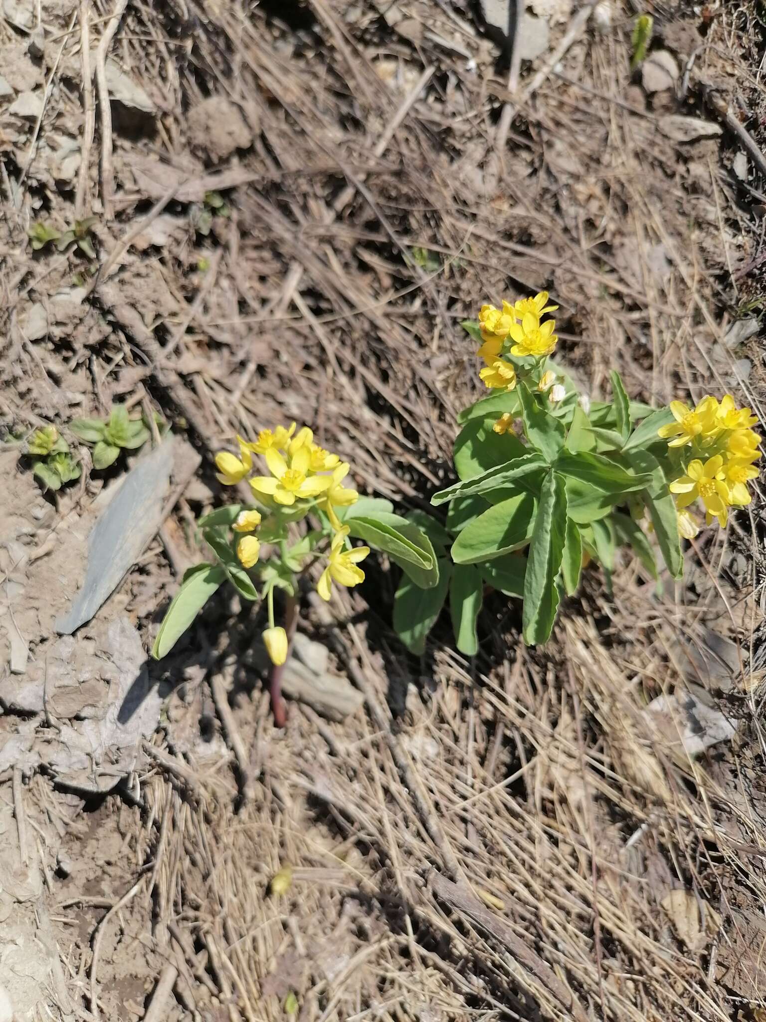 Image of Gymnospermium altaicum (Pallas) Spach