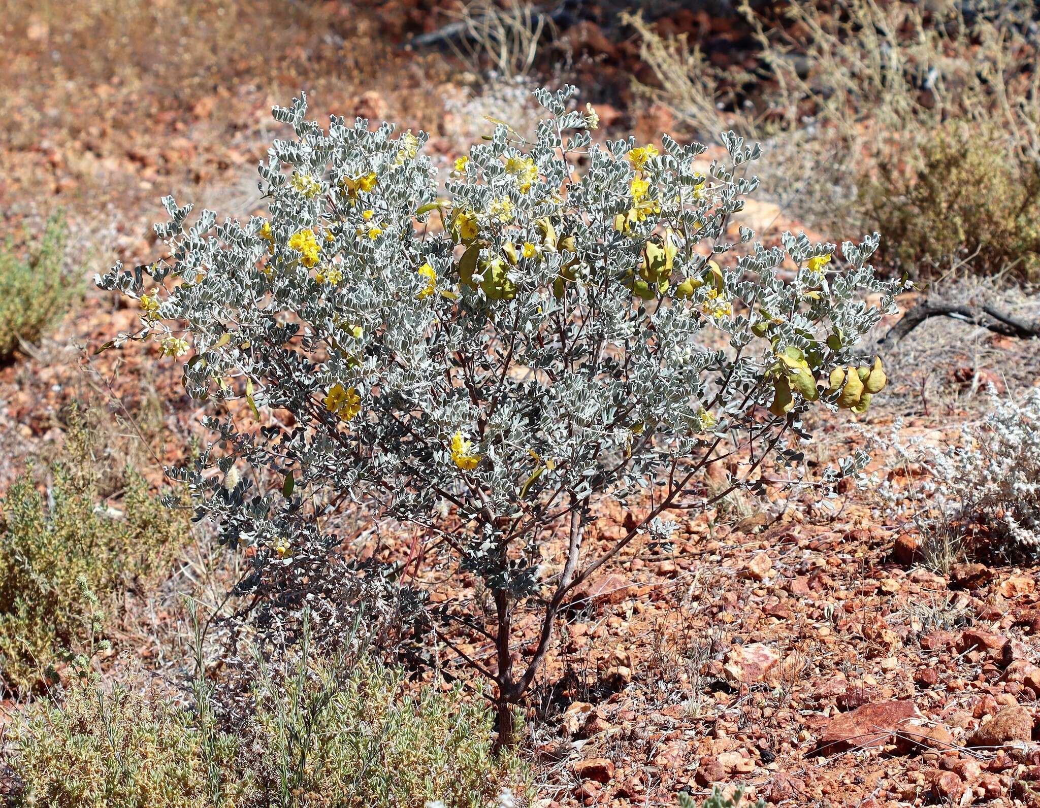 صورة <i>Senna artemisioides</i> subsp. <i>helmsii</i>