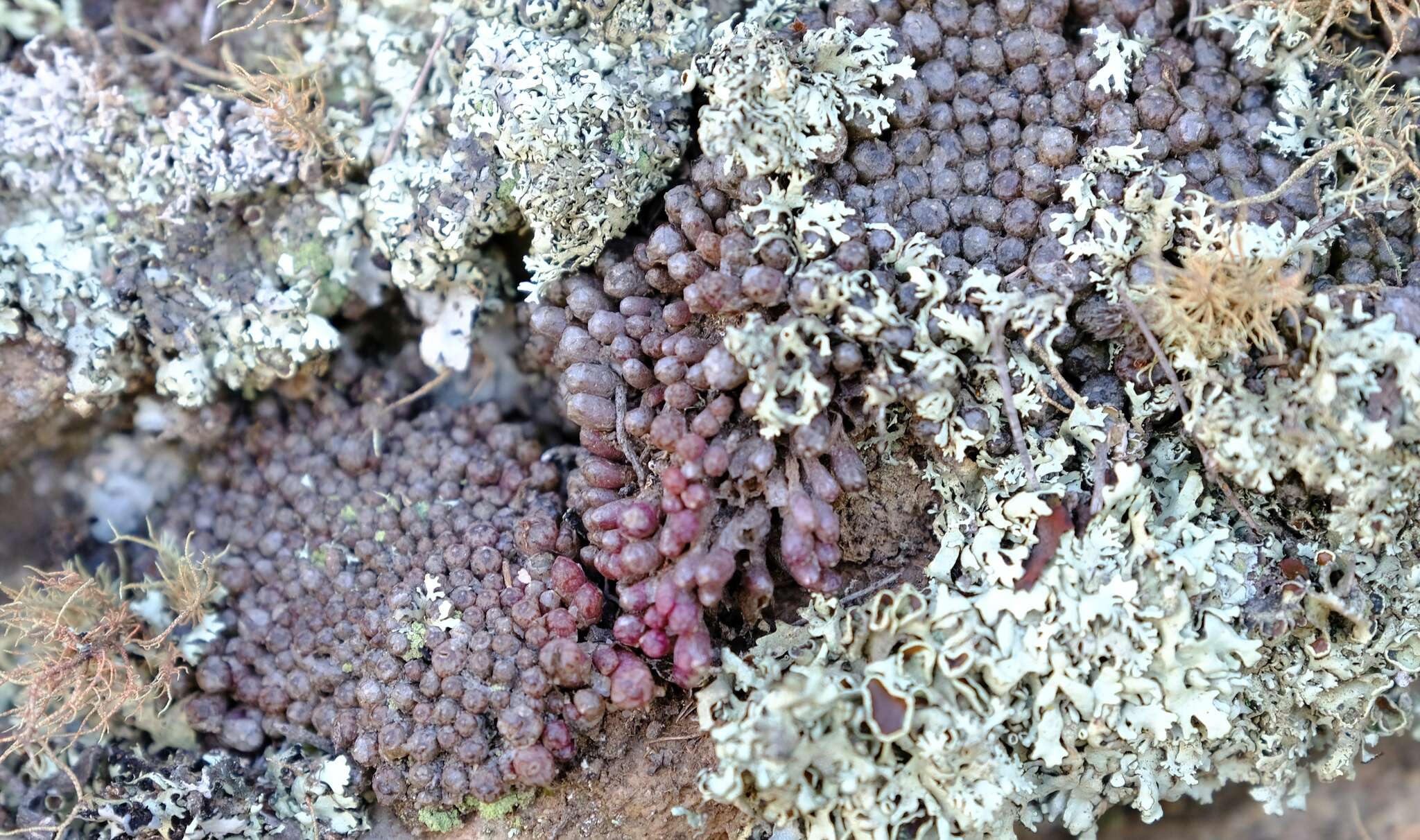 Image of Conophytum minusculum subsp. minusculum