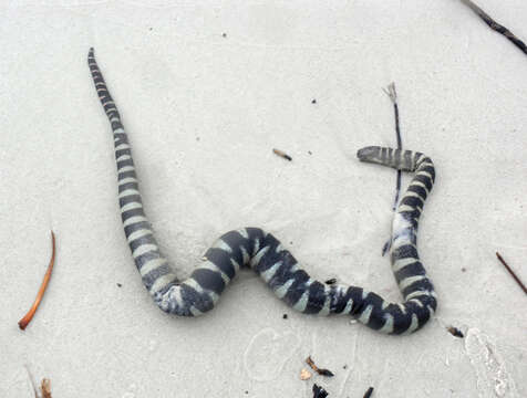 Image of Aquatic File Snakes