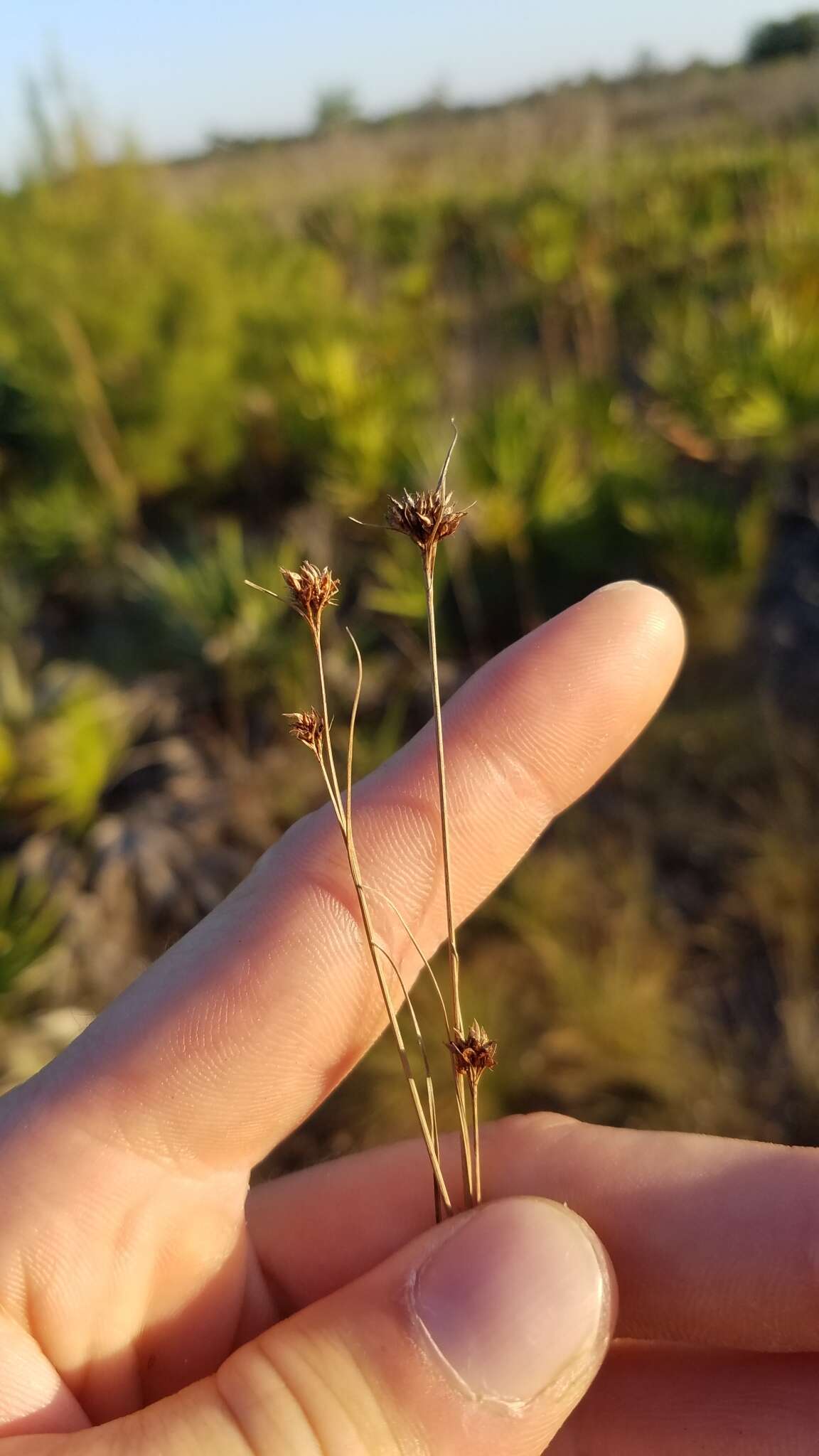 Rhynchospora fernaldii Gale resmi