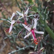 Image of Pelargonium karooescens R. T. F. Clifton