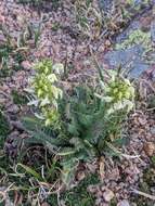 Image de Pedicularis parryi A. Gray