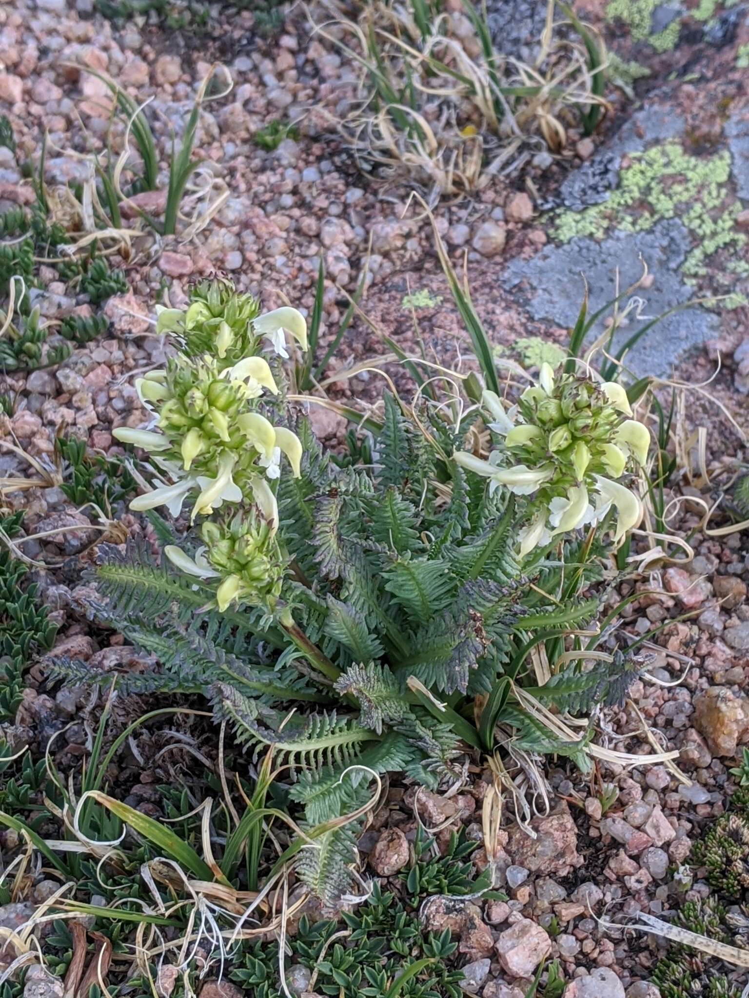 Image de Pedicularis parryi A. Gray