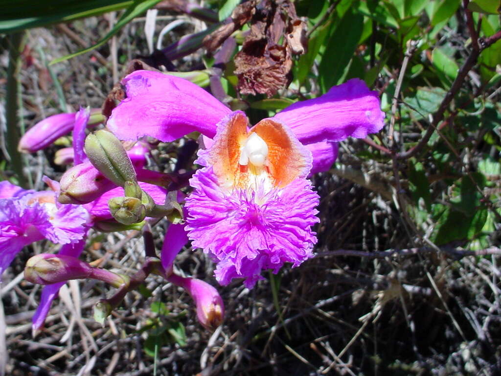 Plancia ëd Sobralia dichotoma Ruiz & Pav.