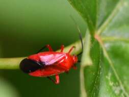 صورة Coccobaphes