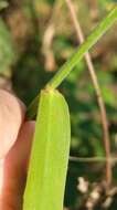 Image of Panicum sarmentosum Roxb.