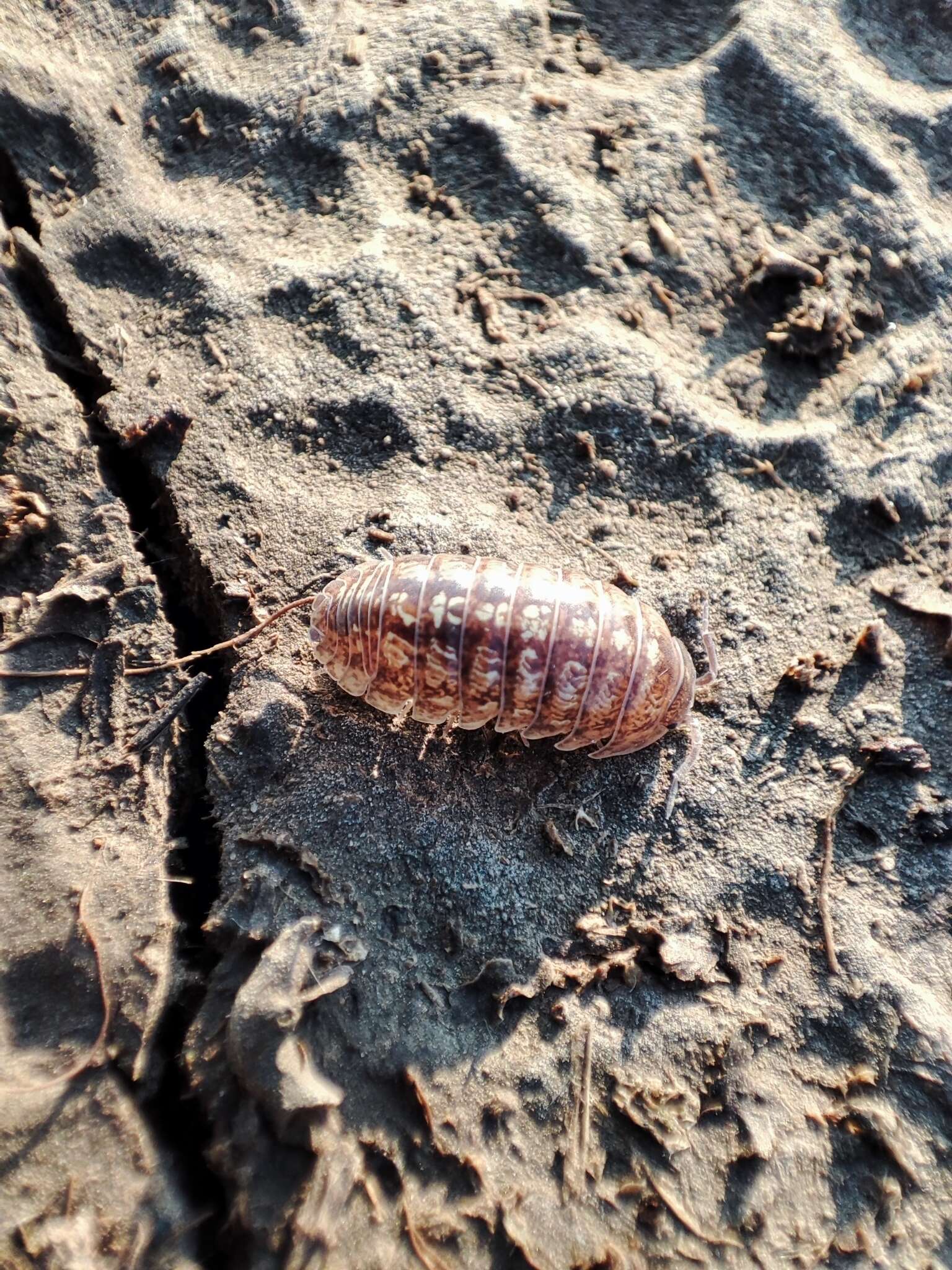 Image of Armadillidium traiani Demianowicz 1932