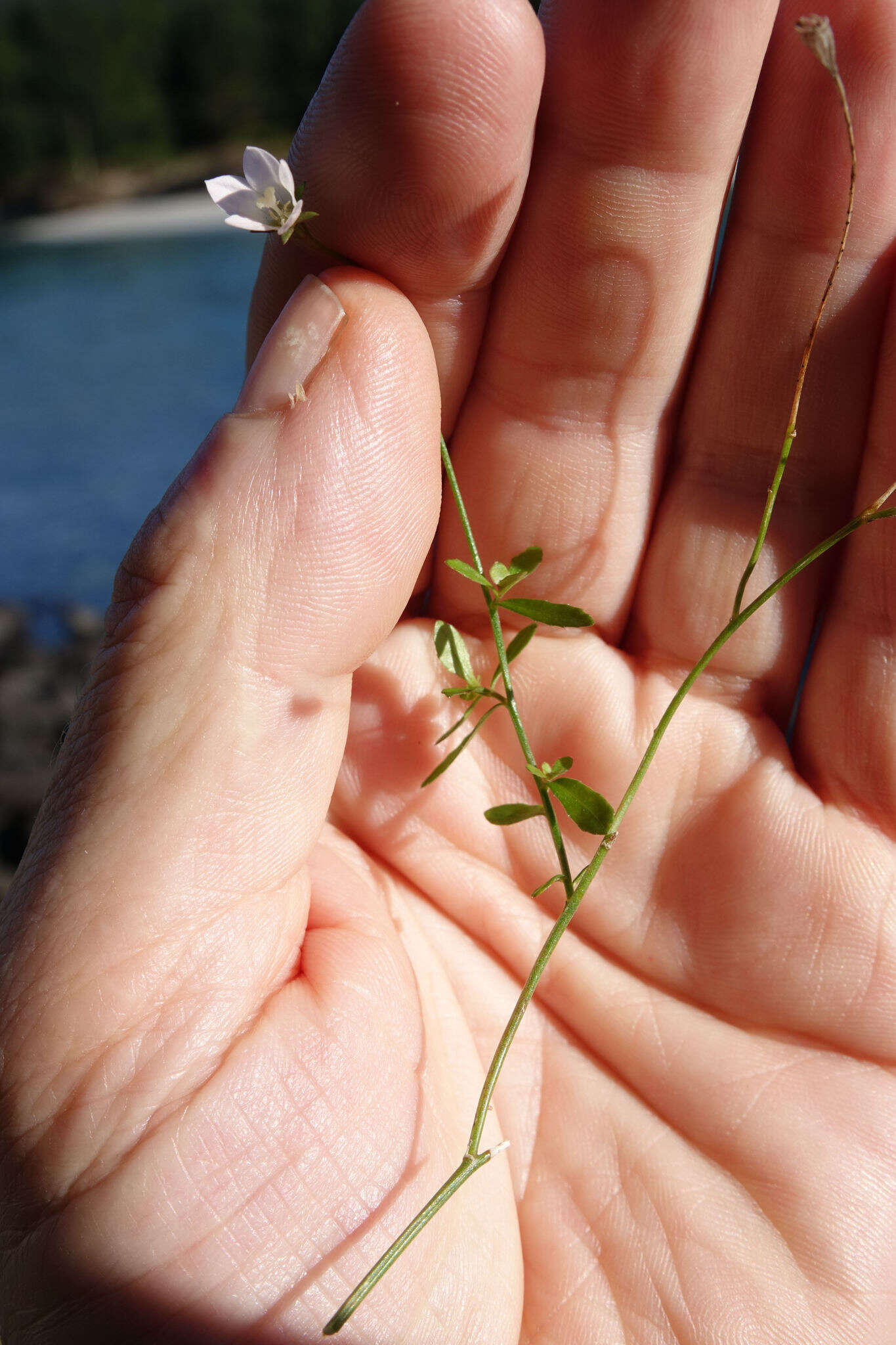 Image of Wahlenbergia rupestris G. Simpson