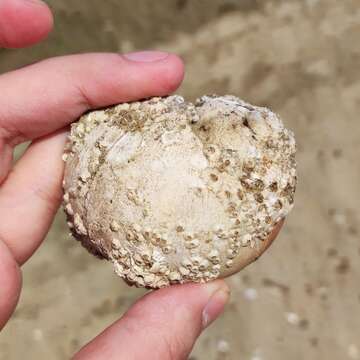 Image of Kurile moon snail