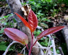 Image of Lauraceae