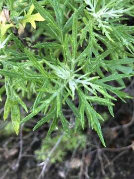 Image of San Diego sagewort