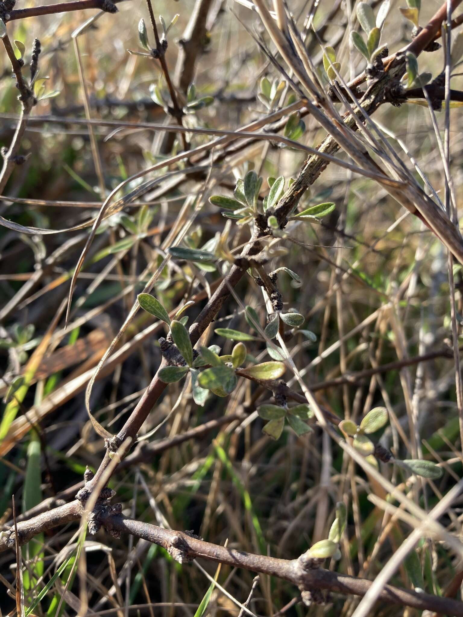 Слика од Olearia adenocarpa Molloy & Heenan