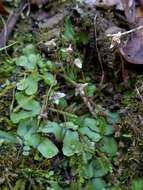 Image of Asterella californica (Hampe ex Austin) Underw.