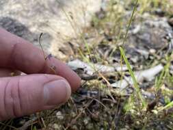 Imagem de Utricularia foveolata Edgew.