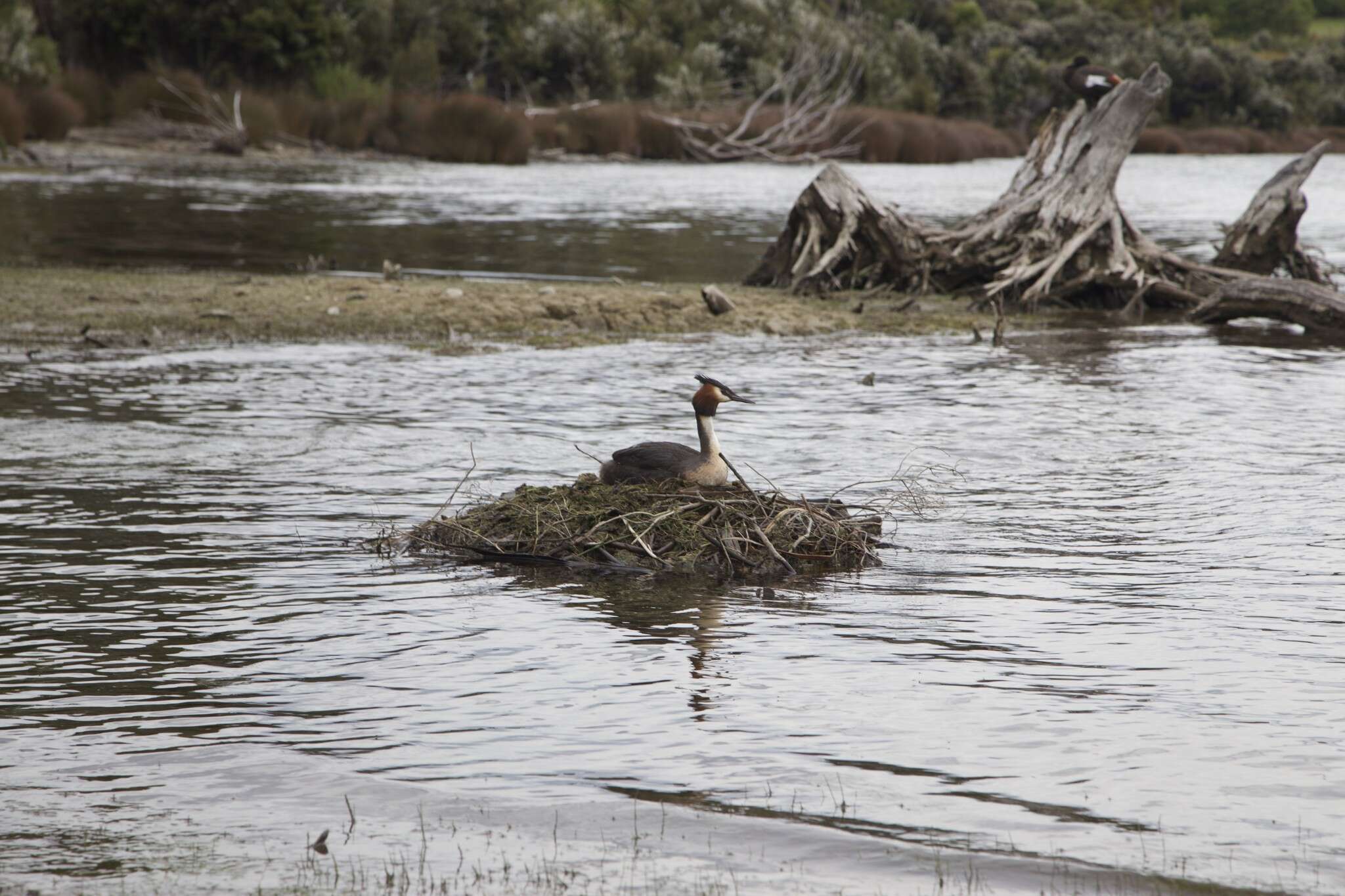 Image of Great Crested Grebe