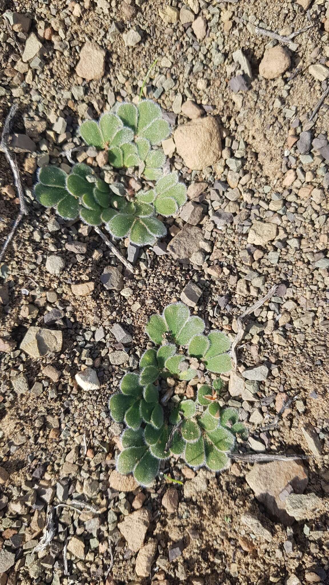 Image of Oxalis melanosticta Sond.