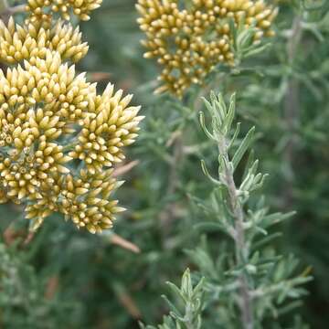 صورة Cassinia monticola Orchard