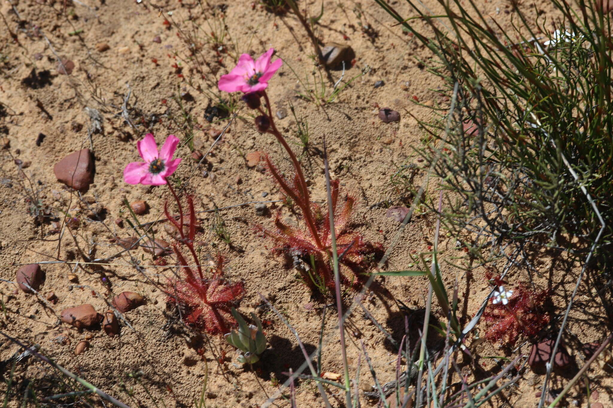 Image of <i>Drosera variegata</i> Debbert