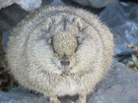 Image of Montane Guinea Pig