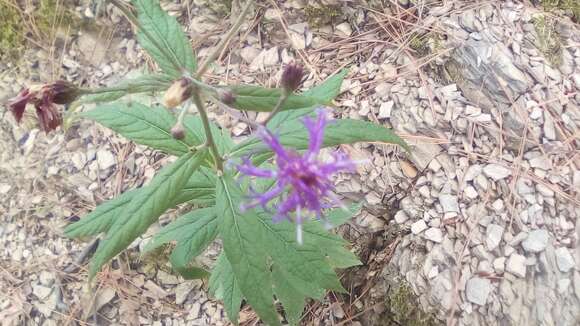 Image of Vernonia greggii A. Gray