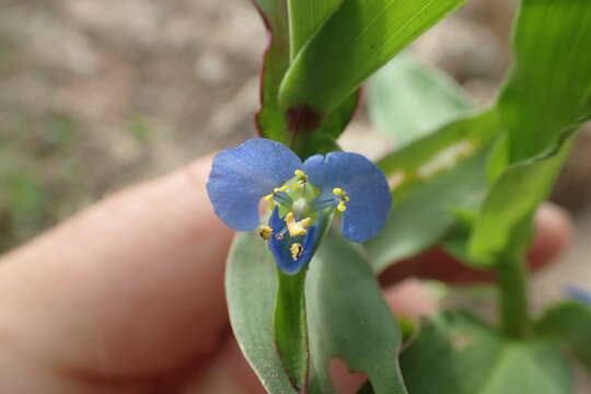 Слика од Commelina caroliniana Walter