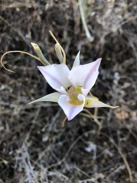 Image of Nez Perce mariposa lily